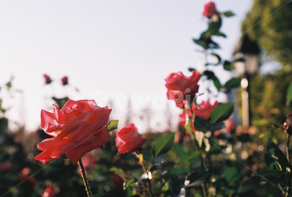 장미,장미정원,꽃,감성사진,필름사진,NikonEM,식물,자연,plants,nature,꽃,flower,감성,sensible,feeling