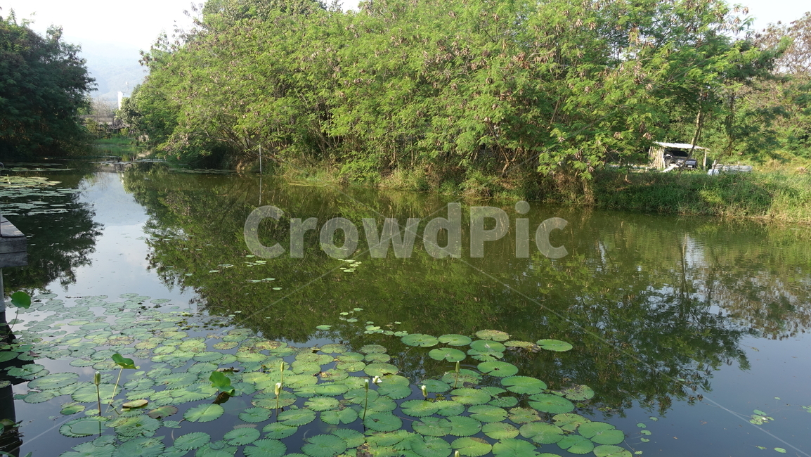 수련,물,호수,outdoor,water,nature,자연,옥외