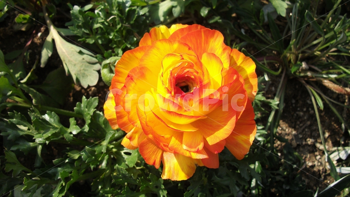 꽃,자연,식물,꽃잎,암술,수술,봄,spring,nature,bloom,petal,floral,scent,beautiful,plant,flower,식물,자연,plants,nature,꽃,flower