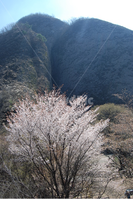 나무,봄,산,하늘,자연,봄,계절,spring,season,자연,풍경,nature,landscape,한국자연풍경,한국자연경관,korea nature landscape,outdoors,옥외,plant,식물