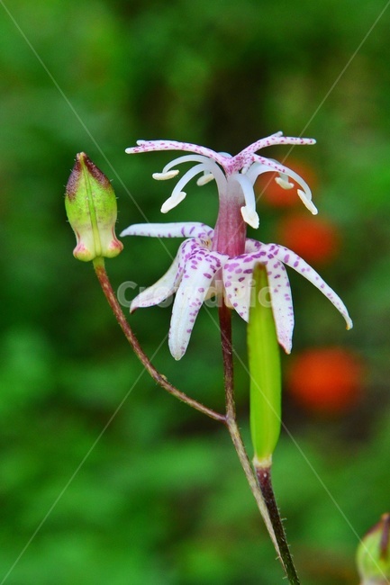 blossom,flower,꽃,plant,식물,outdoors,nature,자연,옥외,뻐꾹나리,뻐꾹나리꽃,식물,자연,plants,nature,꽃,flower