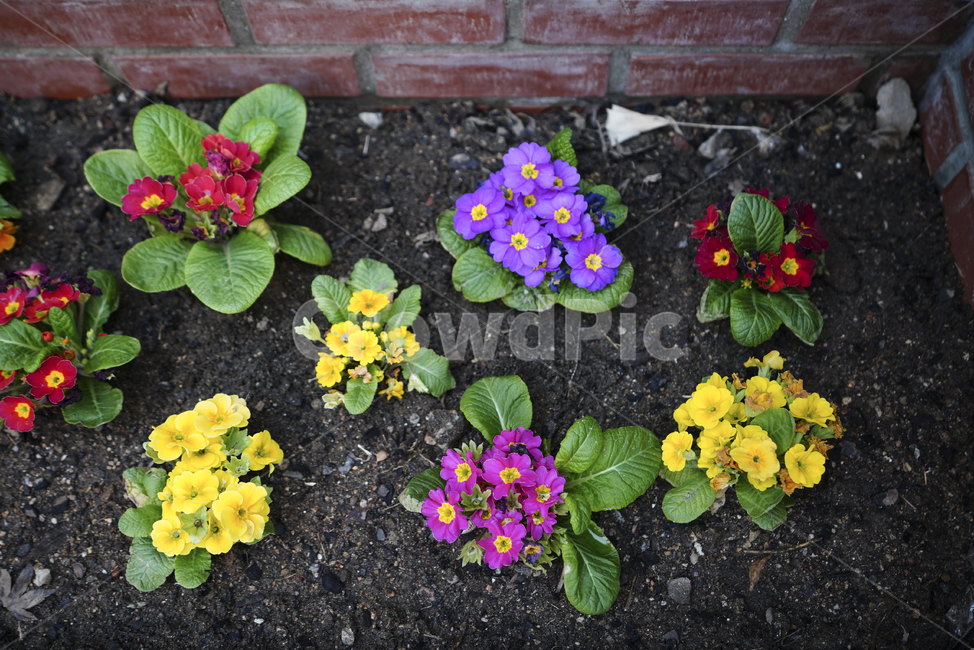 봄,감성,느낌,계절,생명,생물,식물,잎,자연,식물,자연,plants,nature,꽃,flower
