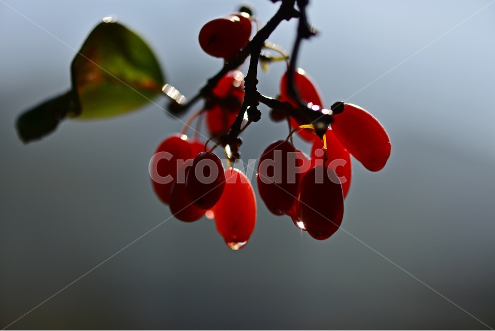 plant,식물,food,음식,fruit,과일,산수유,열매,산수유열매,약용식물,건강식품,결실,빨강색,비,물방울,가을,과일,열매,fruit