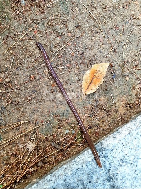 지렁이,환형동물,벌레,생물,동물,가을,계절,fall,autumn,season,ground,바닥