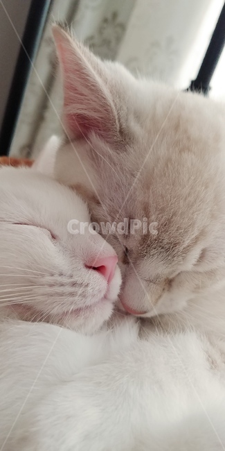 고양이,반려묘,동물,포유류,아기고양이,야옹이,냥이,새끼고양이,cat,pet,동물,animal,포유류,mammal,고양이,cat,kitten,kitty