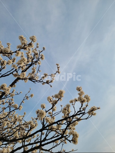벚꽃,봄,하늘,flower,spring,구름