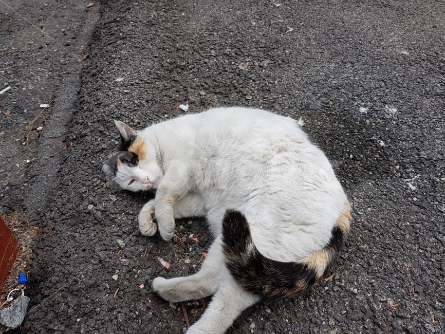 고양이,길고양이,들고양이,삼색고양이,삼색털고양이,냐옹,냐옹이,동물,애완동물,반려동물,애완묘,반려묘,cat,pet,animal,암컷,수컷,야옹이,포유류,흰색,스냅,snap,동물,animal,고양이,cat,kitten,kitty,포유류,mammal