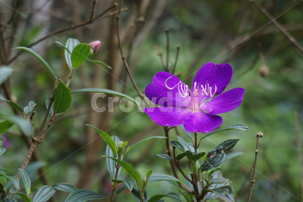 들꽃,꽃,보라색꽃,보라꽃,예쁜꽃,꽃한송이,flower,식물,blossom,야생화,쨍한꽃,비비드,vivid,plant