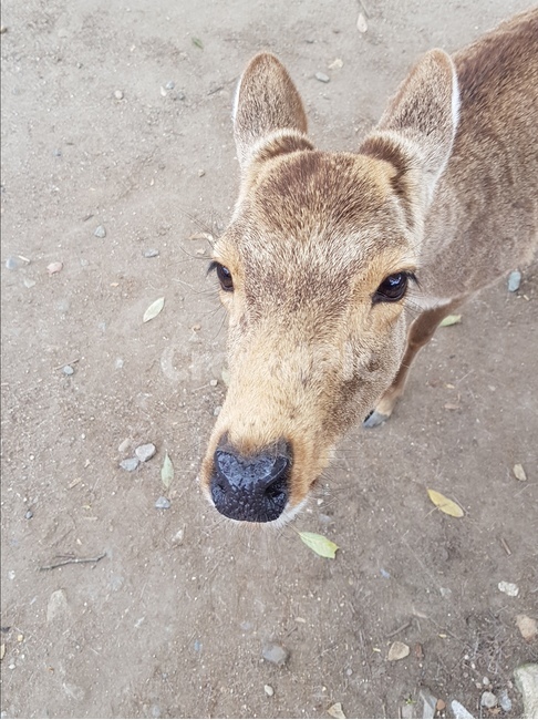 동물,사슴,가축,사슴얼굴,공원,나라,일본,포유류,동물,animal,포유류,mammal