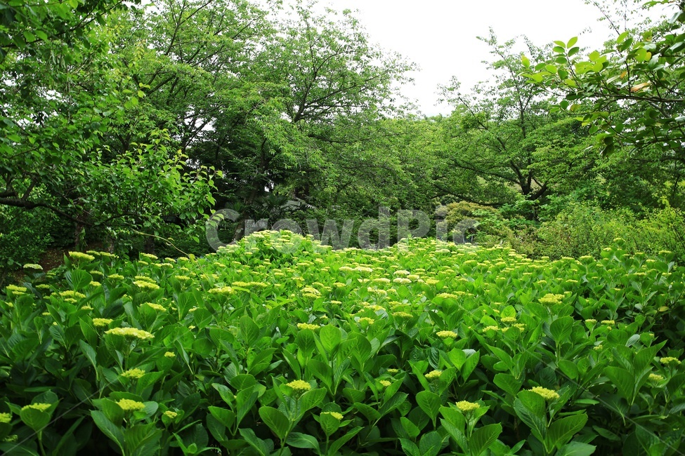 plant,식물,vegetation,초목,nature,자연,outdoors,옥외,forest,숲,tree,나무,제주,한라수목원,수목원