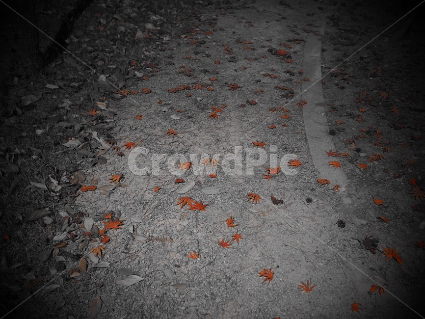 가을,낙엽,단풍잎,단풍,쓸쓸함,감성사진,fall