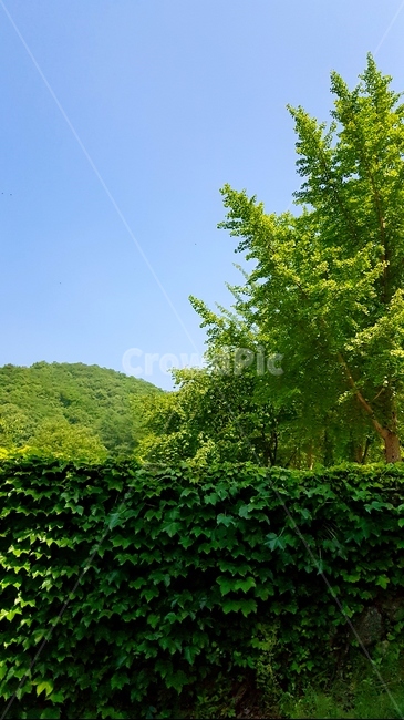 자연,푸름,녹음,나무,풍경,자연,풍경,nature,landscape,plant,식물