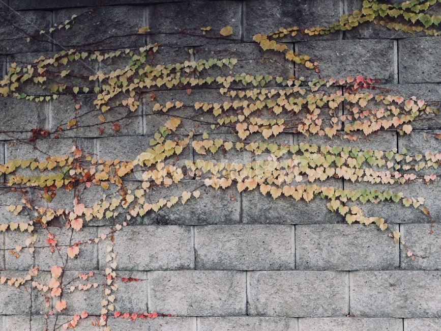 단풍잎,단풍나무,낙엽,나무,가을,풍경,자연,감성사진,plantsnature,계절,fall,공원,나뭇잎
