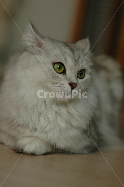 애완동물,고양이,페르시안친칠라,녹색눈,pet,cat,persianchinchilla,greeneyes,동물,animal,포유류,mammal,고양이,cat,kitten,kitty