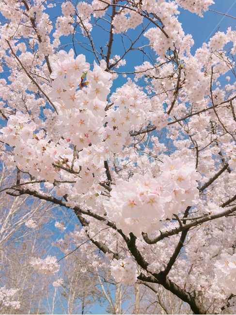 봄,벚꽃,하늘,spring,sakura,cherryblossoms,sky,파란하늘,bluesky,봄,계절,spring,season,식물,자연,plants,nature,꽃,flower,plant,blossom