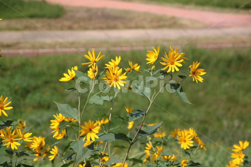 꽃,뚱딴지,돼지감자,공원,강변에핀,식물,식물,자연,plants,nature,꽃,flower
