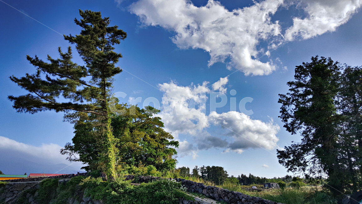 outdoors,옥외,nature,자연,나무,구름,파란하늘,자연,풍경,nature,landscape