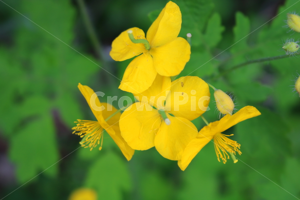 꽃,애기똥풀,애기똥풀꽃,식물,자연,야생회,들꽃,풀,양귀비과,씨아똥,젖풀,소야,노란꽃,노란색꽃