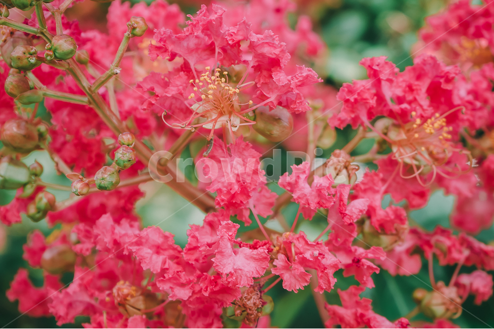 배롱나무,여름,꽃,분홍,야외,필름,식물,자연,plants,nature,꽃,flower