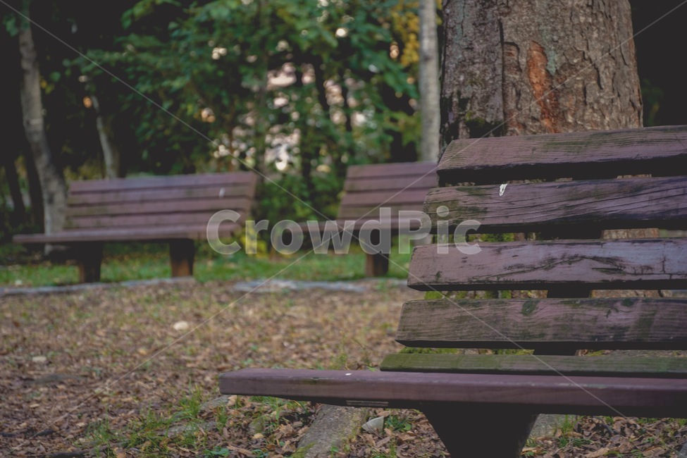 공원벤치,공원,산책,나무,가을,감성,furniture,가구,bench,벤치,parkbench