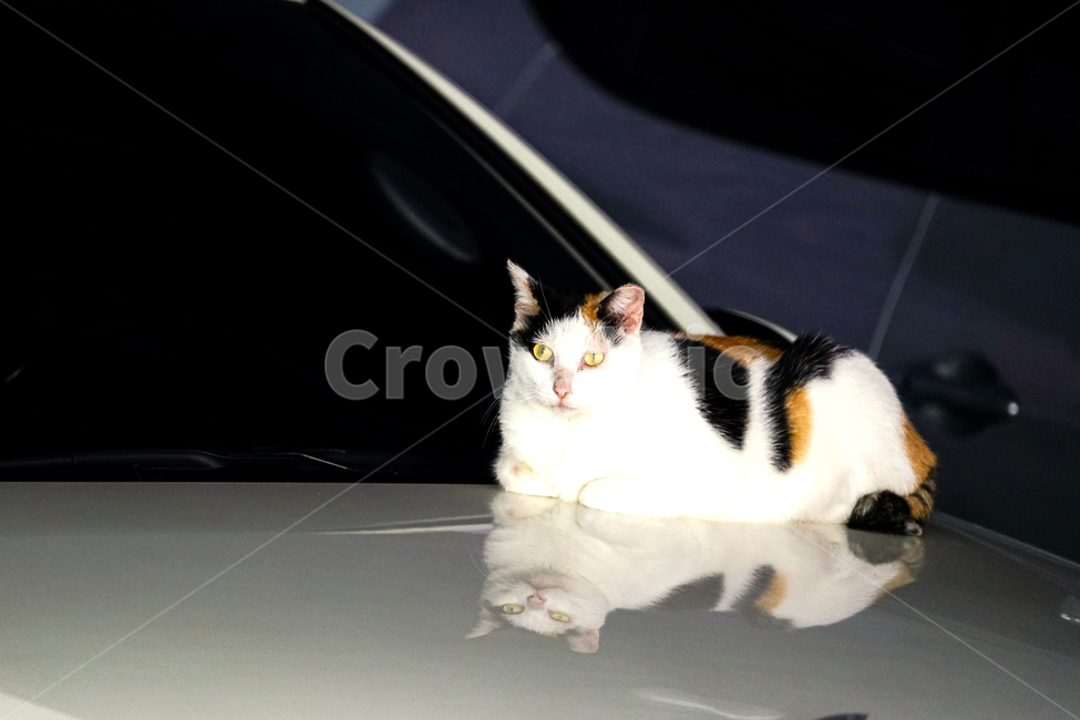 mammal,포유류,cat,고양이,animal,동물,pet,동물,animal,포유류,mammal,고양이,cat,kitten,kitty