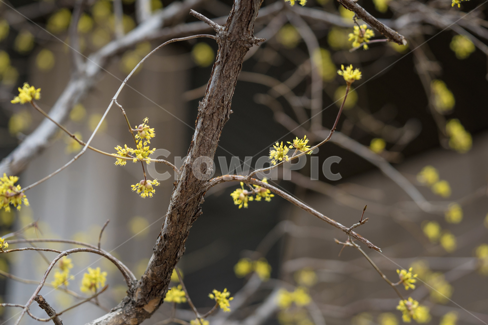 산수유,꽃,봄,자연,풍경,접사,봄,계절,spring,season,식물,자연,plants,nature,꽃,flower,plant