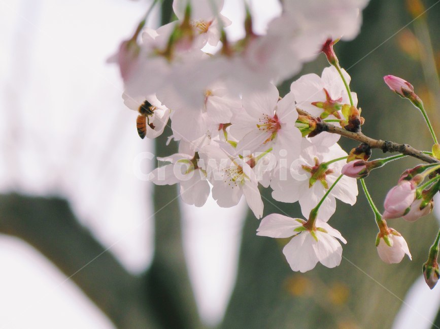 봄,벚꽃,벌,cherryblossom,flowers,봄꽃,벚꽃나무,계절,spring,식물,자연,곤충,plants,nature,wood,trees,감성,식물,자연,plants,nature,꽃,flower,곤충,벌레,insect,bug,가족,패밀리,family