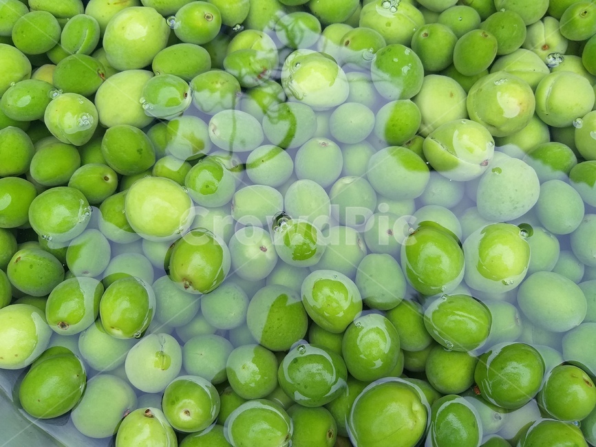 매실,열매,물,청매실,fruit,green,과일,열매,fruit