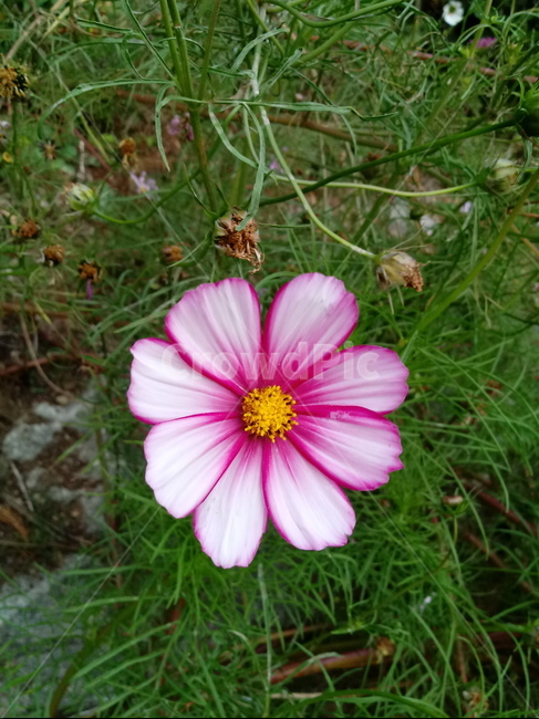 가을,코스모스,꽃,fallautumnseason,식물,가을꽃,plantflower,꽃잎,꽃술,autumnfallfeelingsensible,flower,식물,자연,plants,nature,꽃,flower