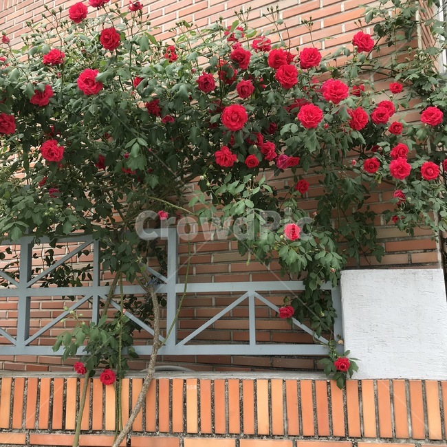 brick,벽돌,flower,plant,식물,geranium,제라늄,blossom,꽃,outdoors,옥외,red,redrose,rose,redflower