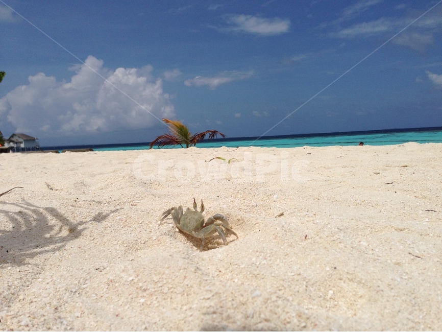 게,바다,몰디브,백사장,모래,자연,풍경,nature,landscape,해변,바다,beach,sea,동물,animal