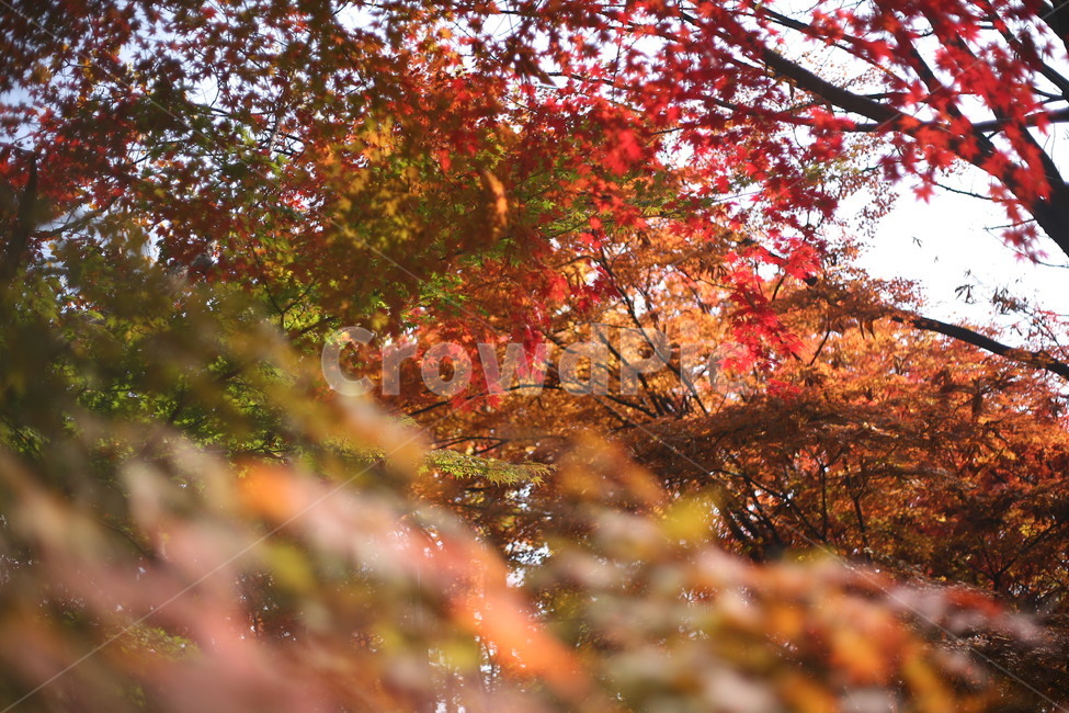 tree,나무,plant,식물,나무줄기,공원,자연,단풍,가을,계절,fall,autumn,season,자연,풍경,nature,landscape