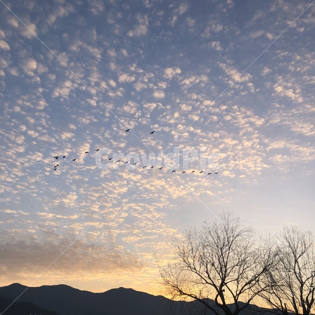 새해,일출전,하늘,낙동강오리,구름,감성,동물,animal,조류,새,birds