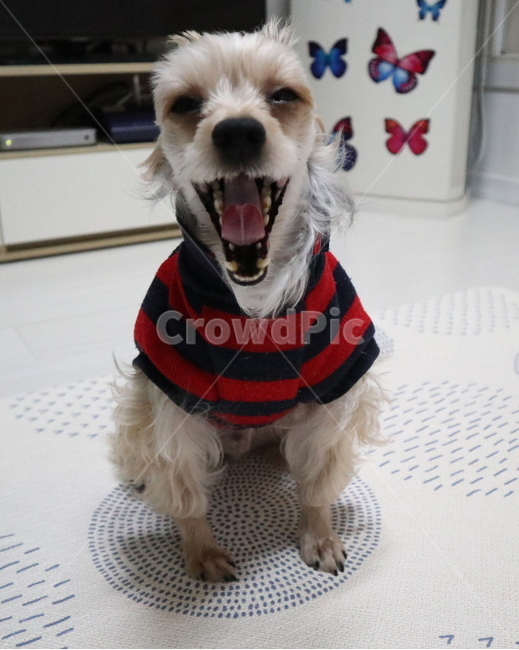 강아지,애견,개,dog,요크셔테리어,반려동물,웃는개,동물,동물,animal,포유류,mammal,개,강아지,dog,doggy