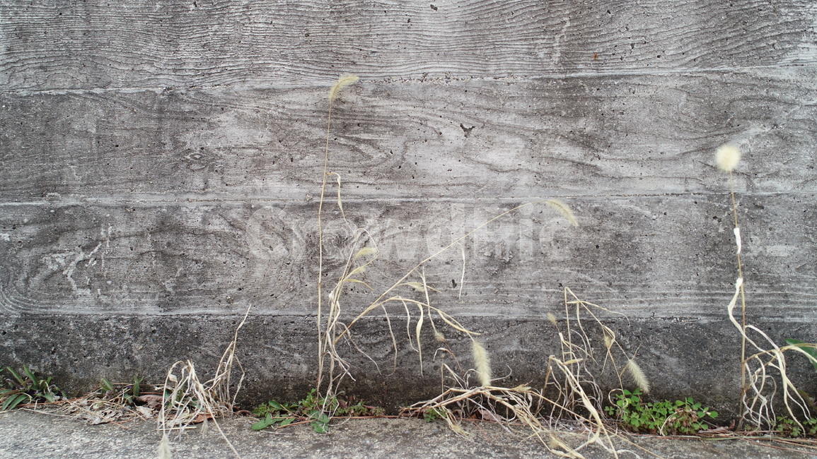 울긋불긋,난,풀,벽,꽃,식물,자연,plants,nature