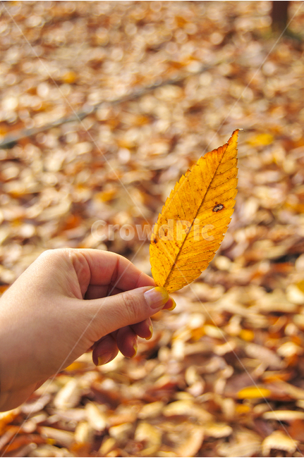 낙엽,단풍,가을,손,단풍사진,추억,감성사진,가을,계절,fall,autumn,season,식물,자연,plants,nature,plant,leaf,잎