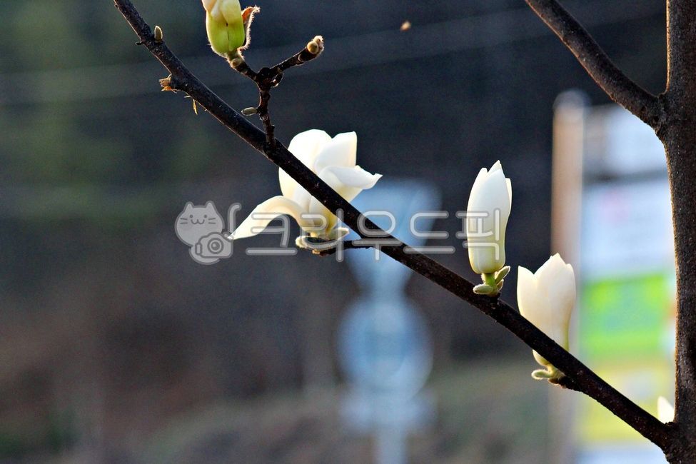 목련,봄,봄꽃,하얀꽃,magnolia,식물,자연,plant,꽃,목련꽃,계절,감성,spring,season,plants,nature,꽃잎,새싹,싹,bud,sprout,petal,식물,자연,plants,nature,꽃,flower