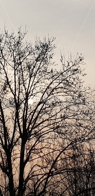 tree,자연,나무,하늘,sky,식물,자연,plants,nature,나무,trees,wood,실루엣,그림자,silhouette,shadow