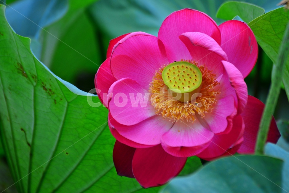 plant,식물,flower,blossom,꽃,petal,꽃잎,연꽃,연잎,수련,홍연,자연,불교
