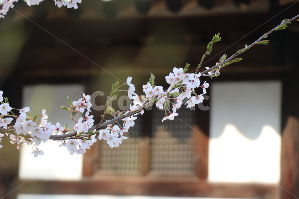 꽃,봄,4월,계절,벚꽃,봄,계절,spring,season,plant,식물