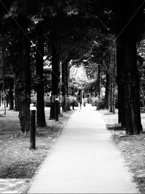 여자,뒷모습,선유도공원,흑백,나무,선유도,길,tree,park,흑백,모노톤,monochrome,black and white