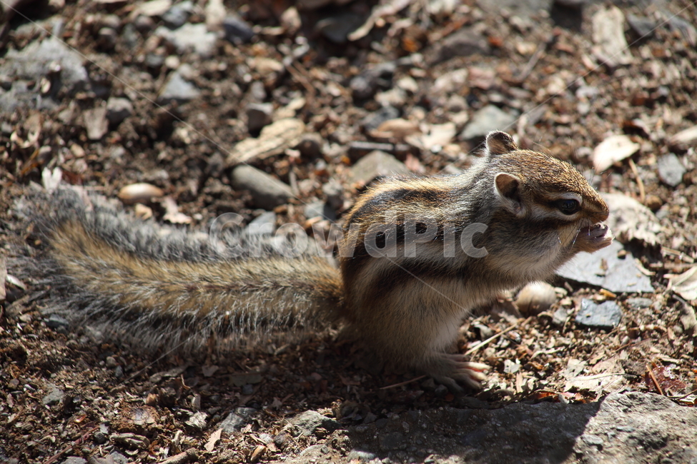 야생동물,다람쥐,줄무늬다람쥐,동물,squirrel,chipmunk,한국다람쥐,Siberianchipmunk,동물,animal,포유류,mammal