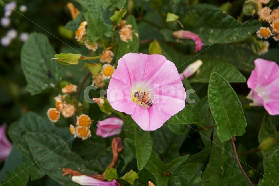 벌,bee,나팔꽃,봄,자연,insect,bug,꽃,곤충,벌래,날개,푸른,풀,깨끗한,상쾌한,여름,숲,땅,식물,자연,plants,nature,꽃,flower