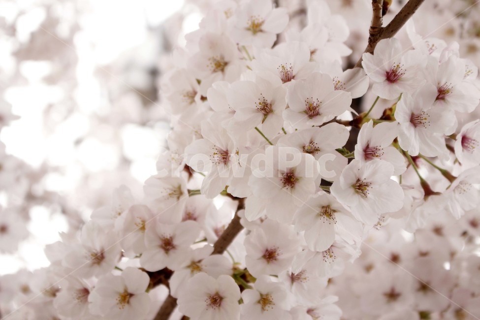봄,계절,사계절,꽃피는,따듯한,벚꽃,꽃,만개,산책,spring,cherryblossome