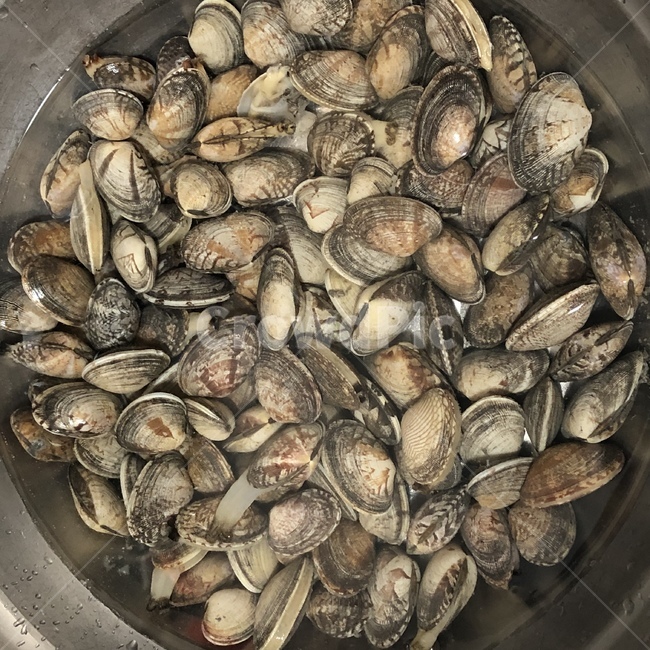 어패류,조개,바지락,clam,바다조개