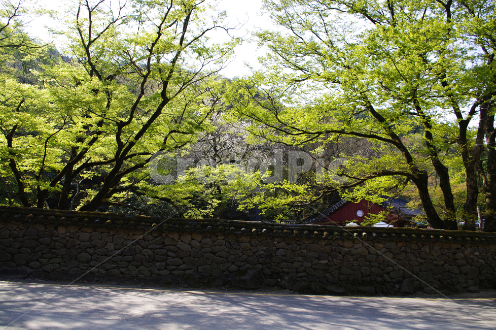 나무,식물,plant,건축,사찰,절,담장,한국전통,한국문화,korean traditional,korean culture,건축물,건물외관,exterior,building,structure,architecture,construction
