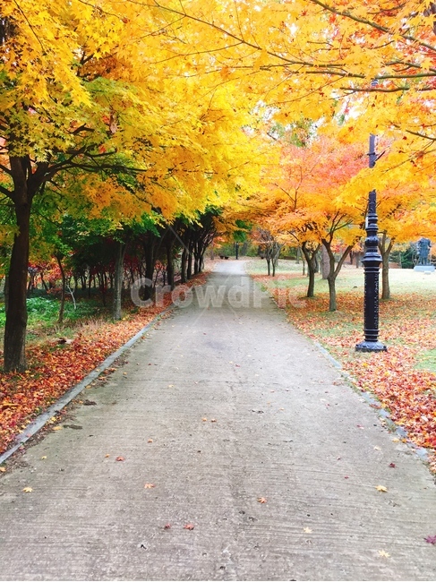 단풍나무,노란잎,낙엽,가을길,fall,autumn,가을공원,가을,계절,fall,autumn,season,tree,나무,maple,단풍,plant,식물,leaf,잎