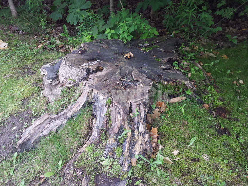 나무,그루터기,세월,흔적,휴식,나무,trees,wood
