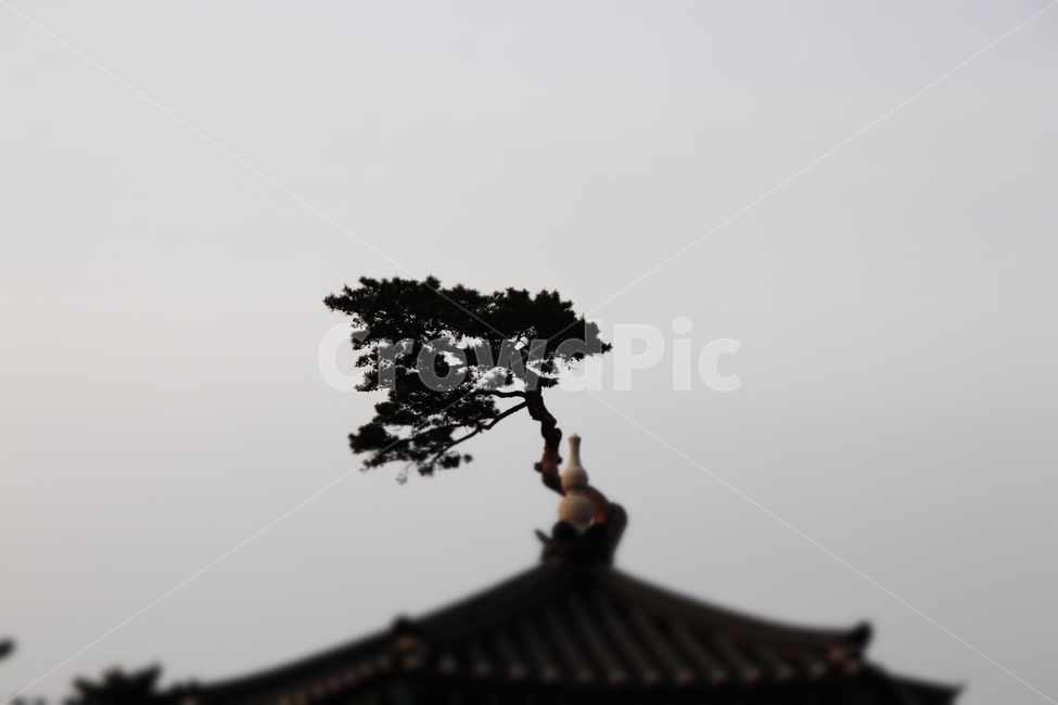 나무,그늘,하늘,포커스,초점