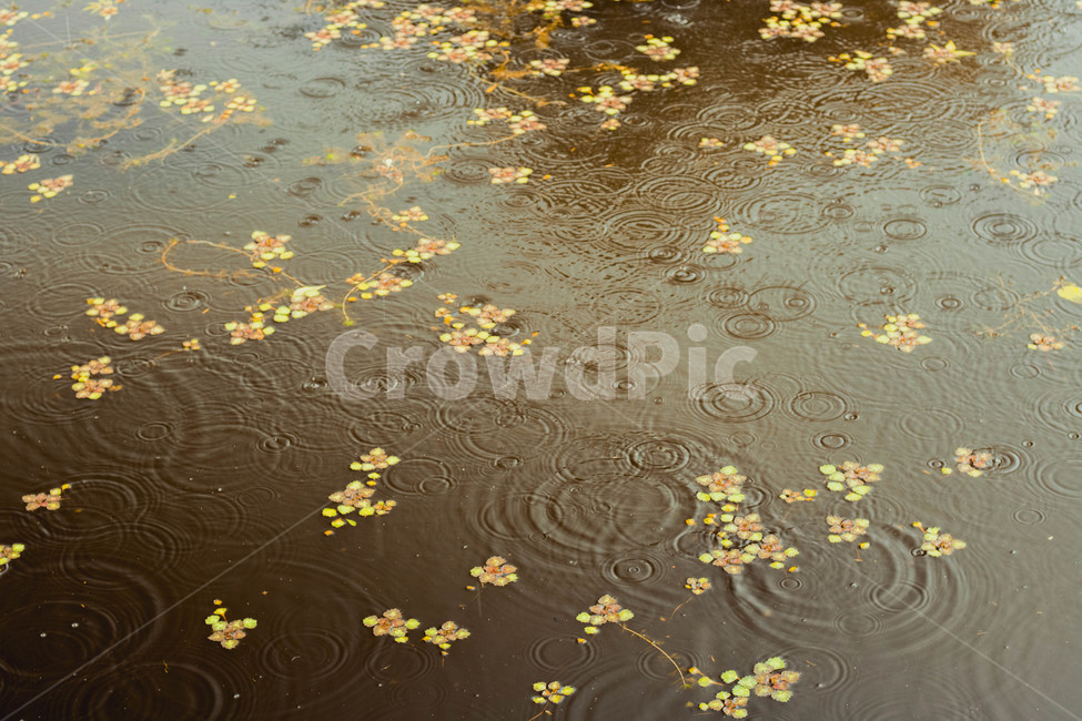 연못,비,낙엽,꽃잎,빗방울,가을,경주,대릉원,pond,rain,leaves,flower,gyeongju,가을,계절,fall,autumn,season,식물,자연,plants,nature,water,물,outdoors,옥외